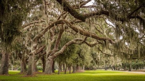 160-year-old trees on the Avenue of the Oaks on St. Simons Island