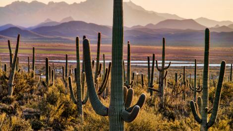 Cactus saguaro dressés telles des sentinelles du désert 