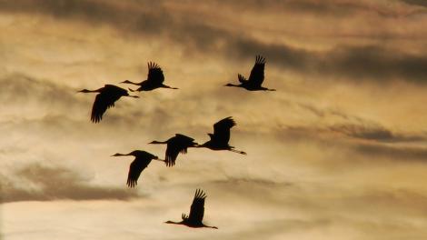 Silhouettes of sandhill cranes against the sky as they migrate across the plains