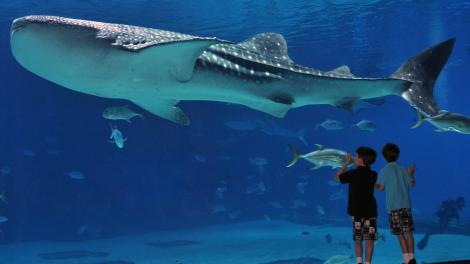 Le Georgia Aquarium