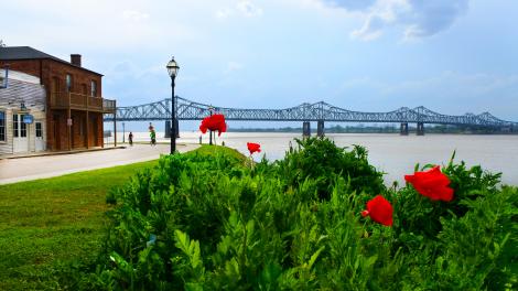 Poppies in bloom along the Mississippi River, a springtime favorite sight in the city
