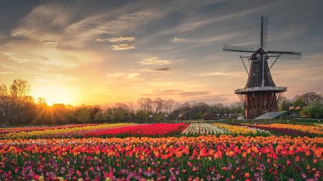 The DeZwaan Windmill surrounded by blooming tulips at Windmill Island Gardens