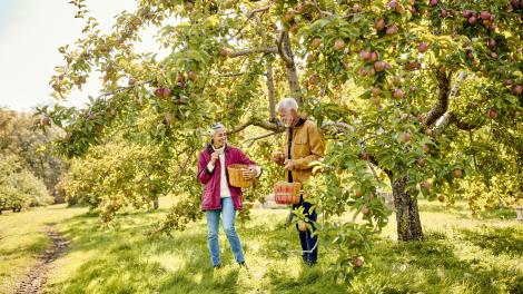 Recogiendo manzanas en Biscay Orchard en Damariscotta, Maine Recogiendo manzanas en Biscay Orchard en Damariscotta, Maine