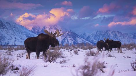 Moose feeding at sunset below the Teton range