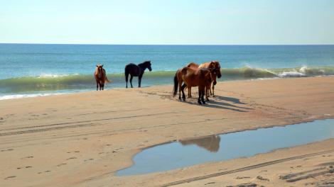 Wild horses in Corolla, Currituck County, North Carolina