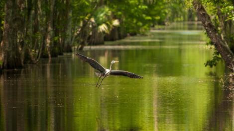 Una garza azulada emprende el vuelo en Houma, Luisiana