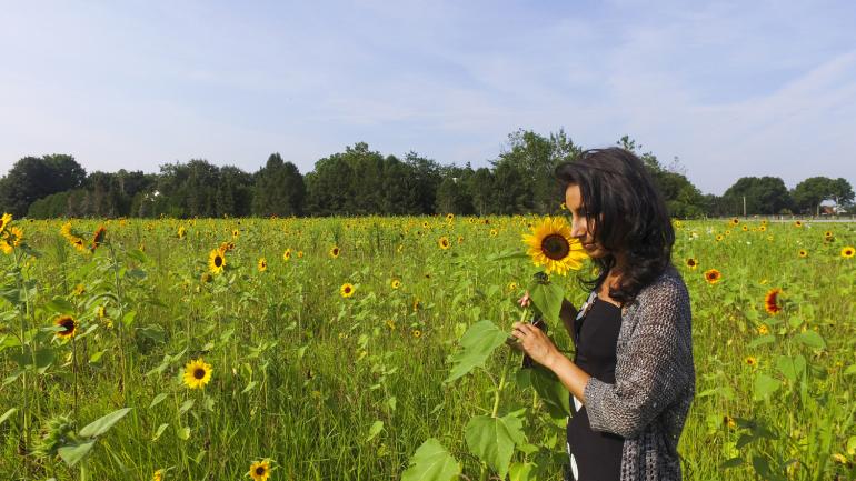 Taking a break in a sunflower field near Martha Clara Vineyards in New York State