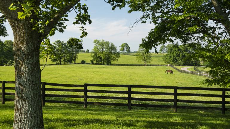 Thoroughbred racehorse grazing in a field at WinStar Farm in Versailles