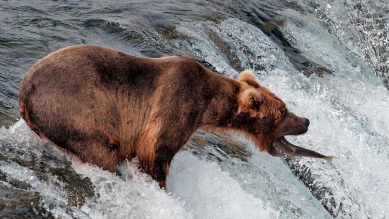 Iconic shot of a grizzly bear catching a salmon