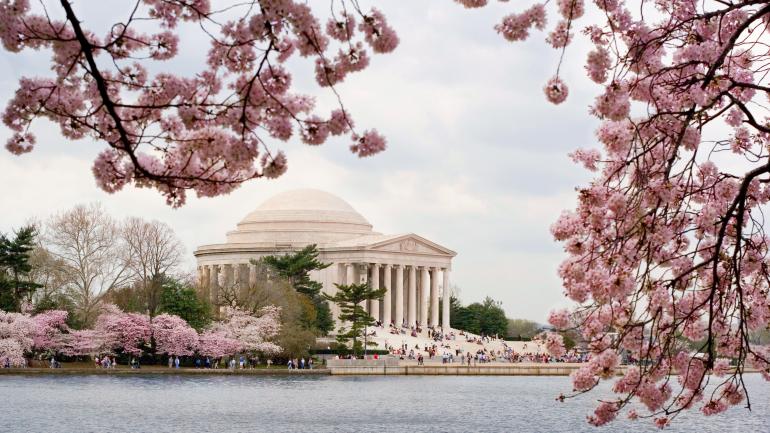 Plan your Washington D.C. trip to coincide with the annual cherry blossom bloom, and watch the city turn pink. 