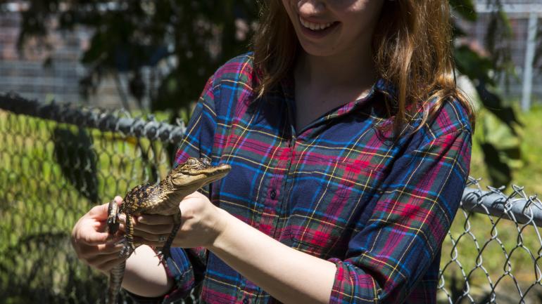 Cría de caimán en Zam’s Swamp Tours, Thibodaux, Luisiana