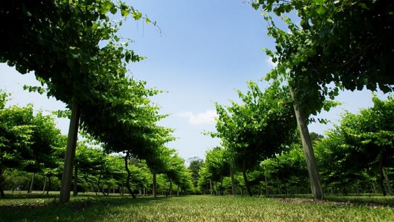 La Belle Amie Vineyard en Little River tiene hectáreas de vides bien podadas, música en vivo los sábados y catas de sus vinos de marca propia.