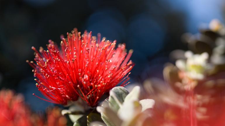 Red lehua flowers from the ohia tree are abundant in Hawai'i