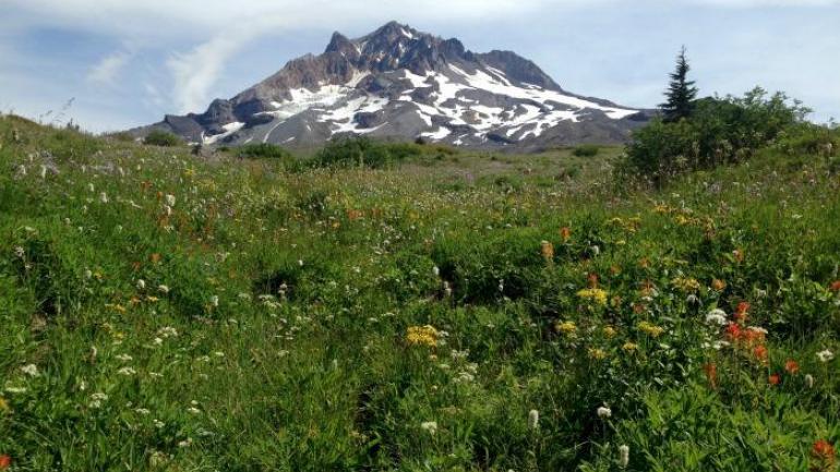After a short and worthwhile side trip up to the beautiful Paradise Park on Mount Hood, I scrambled down the painfully steep trail to where the PCT meets the Sandy River.