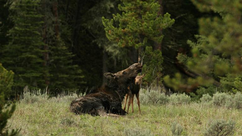 Les gardes du parc et la population locale peuvent vous guider vers des lieux où vous pourrez probablement repérer des animaux sauvages, comme cette mère élan et son petit se câlinant au Yellowstone National Park.