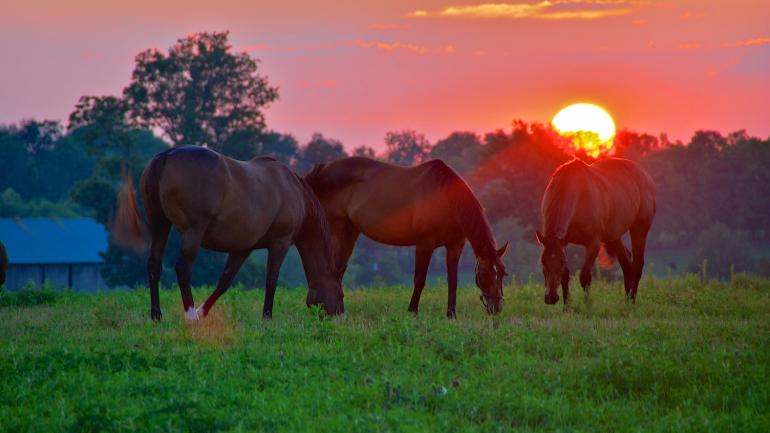 Caballos purasangre pastoreando al atardecer en Lexington, Kentucky