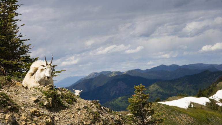 A mountain goat in the Bob Marshall Wilderness