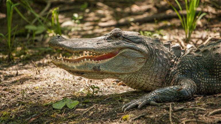 Um jacaré de Louisiana em seu habitat de pântano