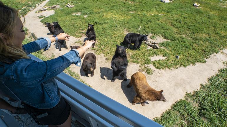 Ursos dando as boas-vindas na excursão pela vida selvagem no Yellowstone Bear World