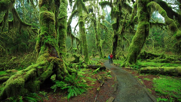 The Hoh Rainforest, one of many stunning locales in Washington State’s Olympic National Park