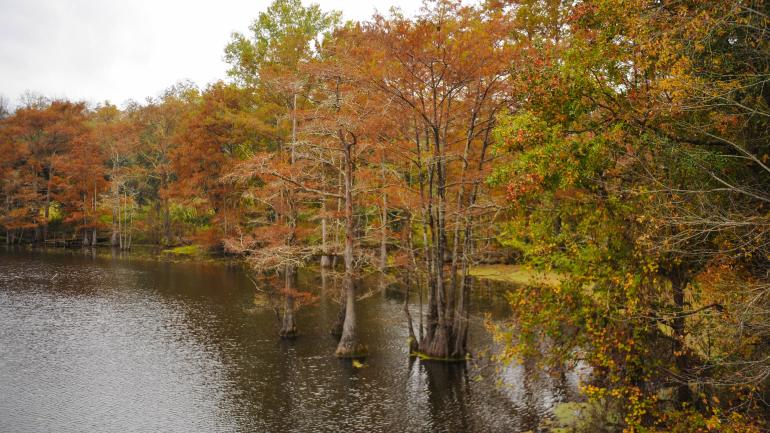 Fall colors decorate the waterways of Black Bayou National Wildlife Refuge in Monroe, Louisiana
