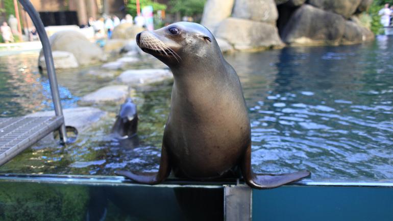 A seal in its habitat at the Central Park Zoo