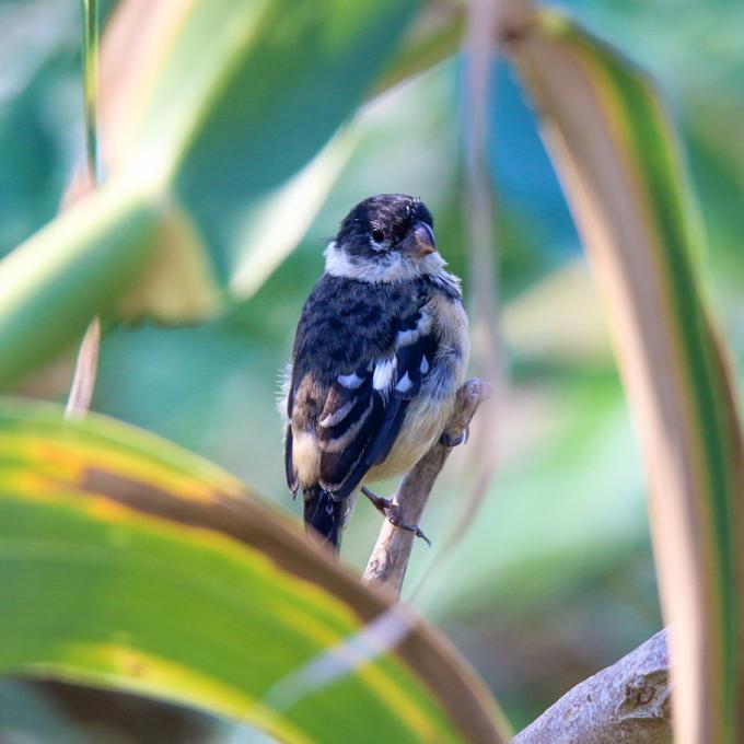 The White-collared seedeater, one of the many bird species in Laredo