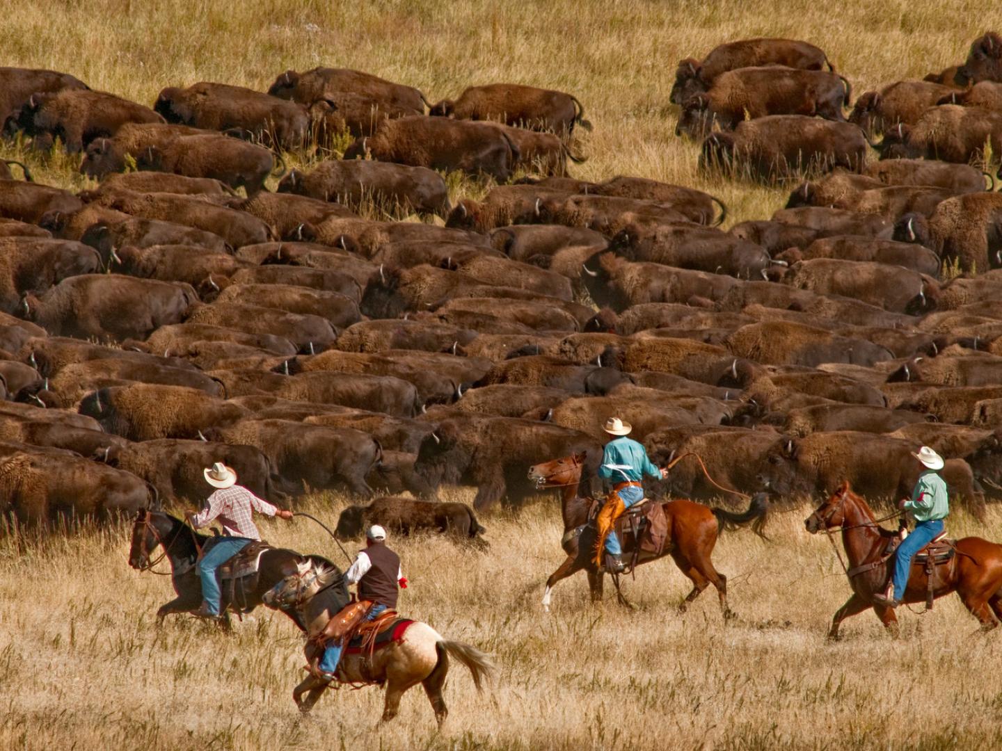 The scene at Custer State Park Buffalo Roundup