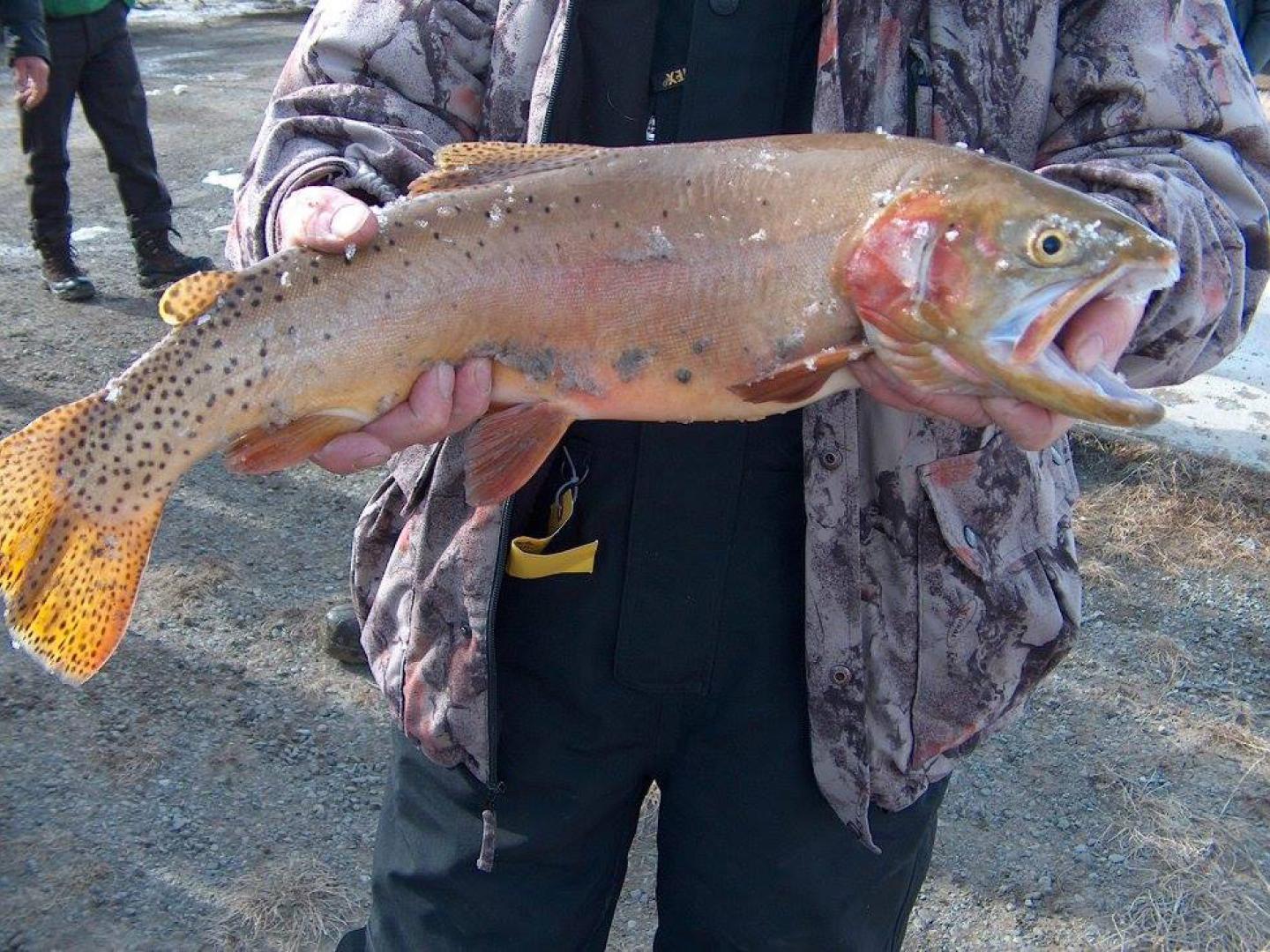 Una gran pesca durante el Ice Fishing Derby anual en Meeteetse cerca de Cody, Wyoming