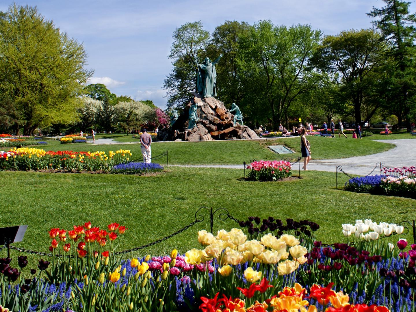 ニューヨーク州オールバニーに咲く色とりどりのチューリップ