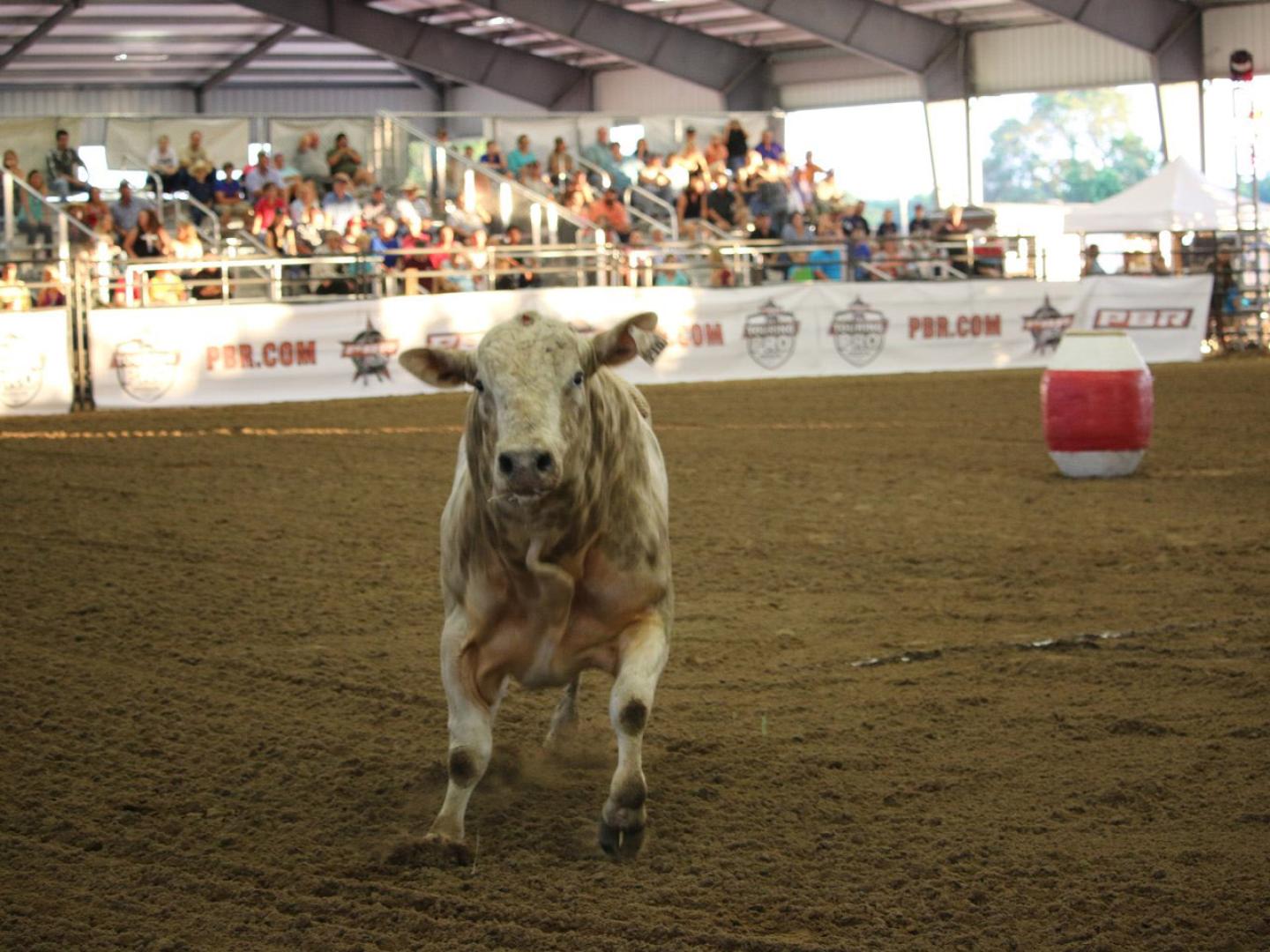 A calf at the Southeastern Pro Rodeo in Ocala, Florida