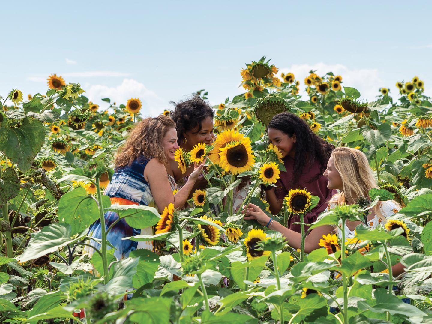 Admiring colorful blooms during the Sunflower Festival at Maple Lawn Farms in New Park, Pennsylvania