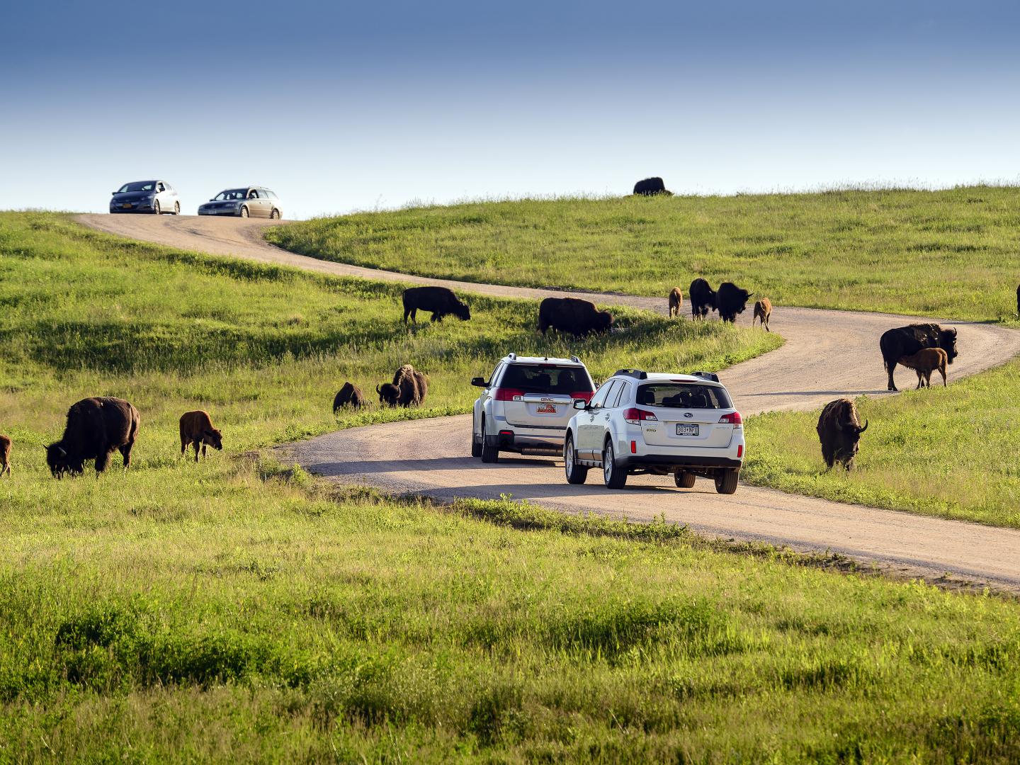 Buffalo stopping traffic in Custer State Park
