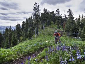 Mountain biking along a trail amid wildflowers Mountain biking along a trail amid wildflowers