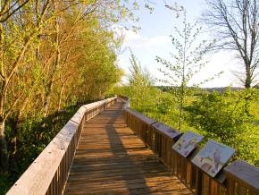 Boardwalk leading visitors through Nisqually National Wildlife Refuge Boardwalk leading visitors through Nisqually National Wildlife Refuge