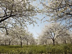 Cherry trees in bloom at Seaquist Orchard in Sister Bay