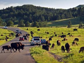 Some of the 1,300 bison roaming freely throughout Custer State Park in South Dakota