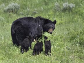 A family a black bears spotted in a meadow