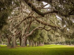 Avenue of the Oaks in St. Simons Island, Georgia Avenue of the Oaks in St. Simons Island, Georgia