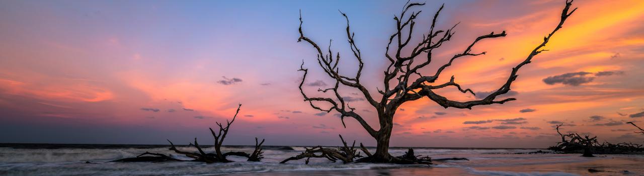 Driftwood Beach on Jekyll Island, Georgia