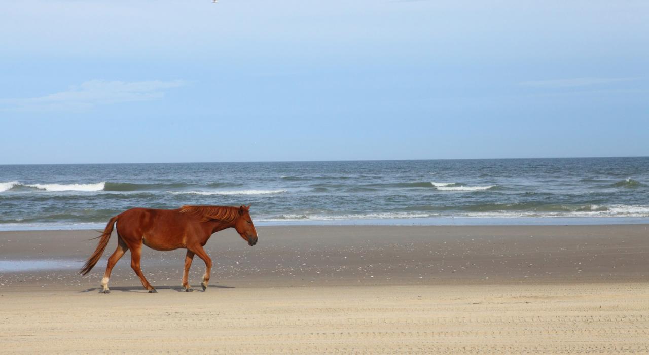Wild pony on Carova Beach in the Outer Banks 