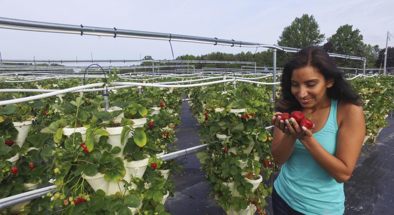 Strawberry Fields U-Pick Hydroponic Farm on the Finger Lakes Sweet Treat Trail in New York State