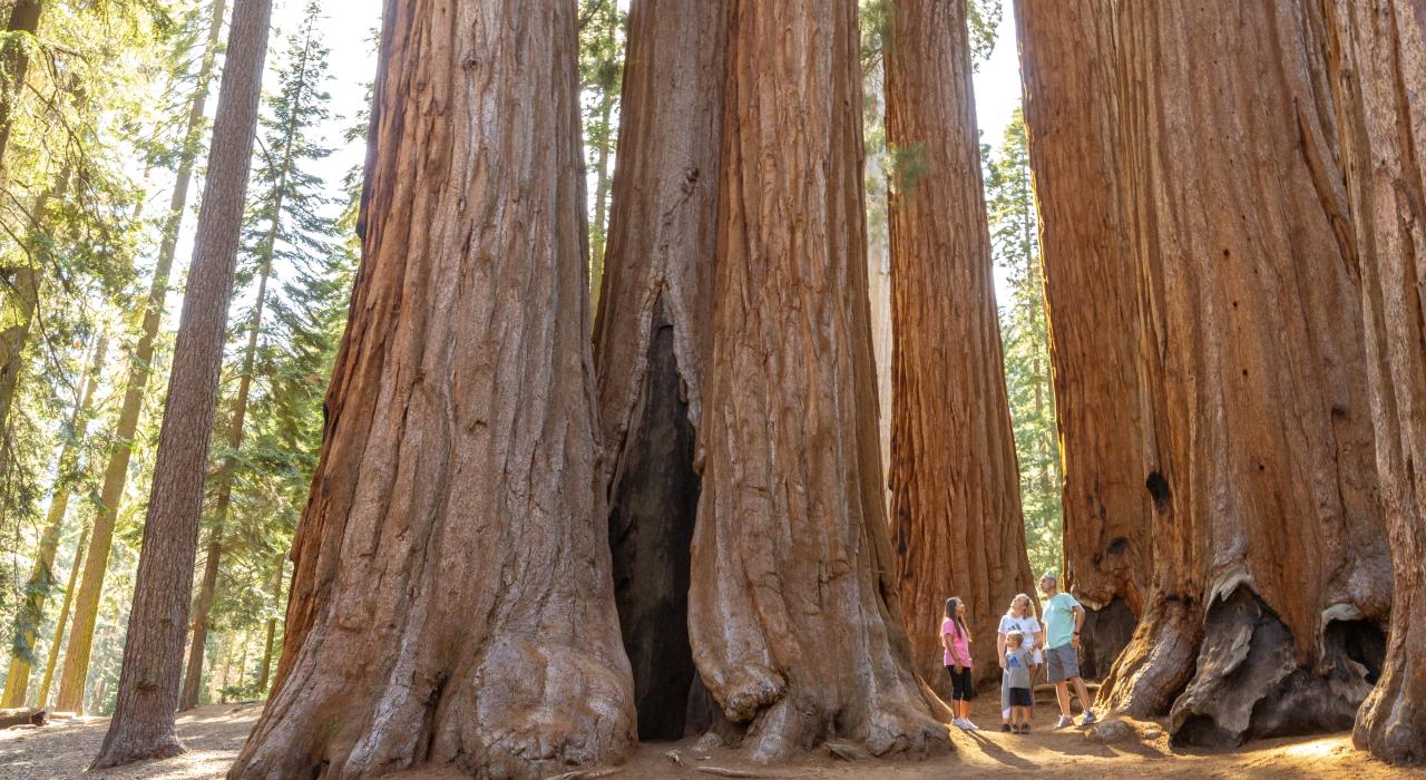 Família maravilhada com o tamanho das árvores no Sequoia National Park