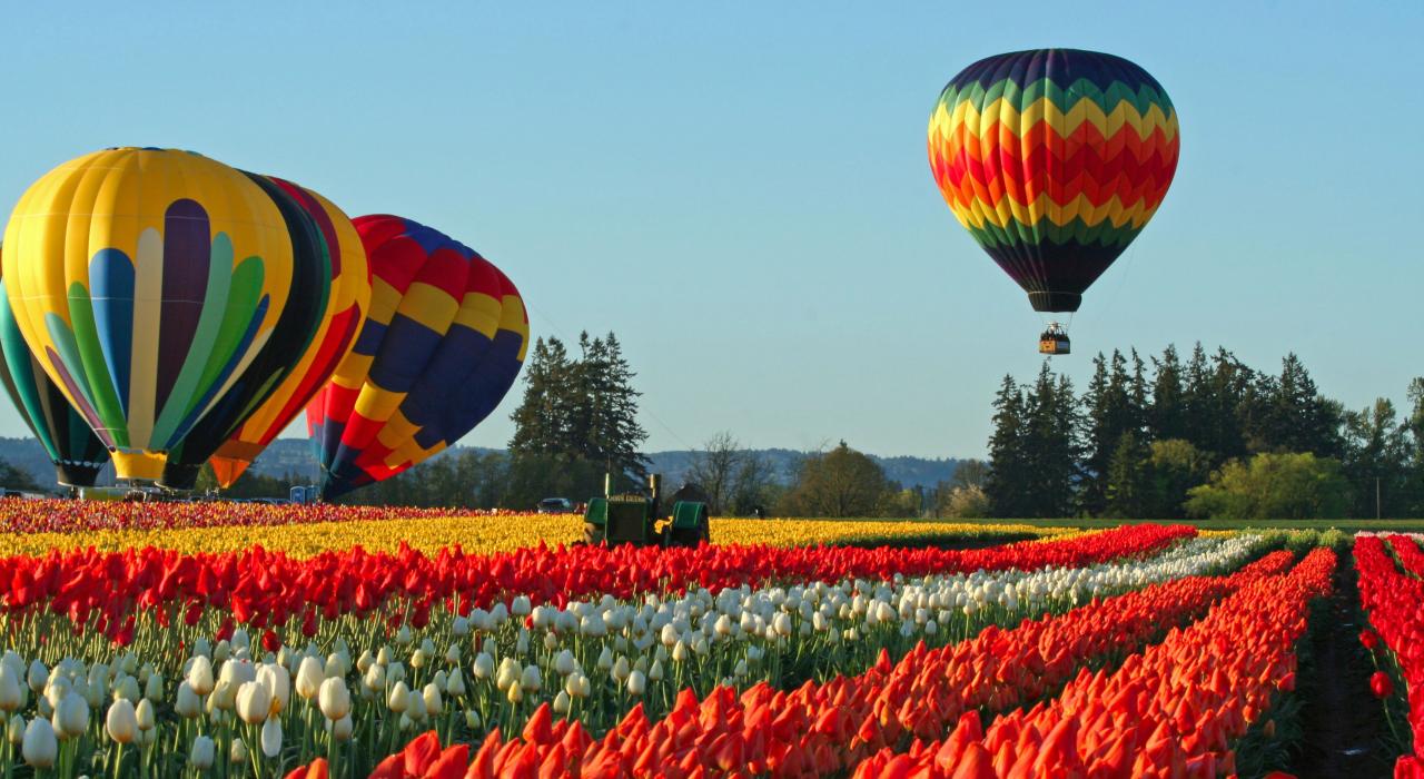 Globos aerostáticos en el Wooden Shoe Tulip Festival