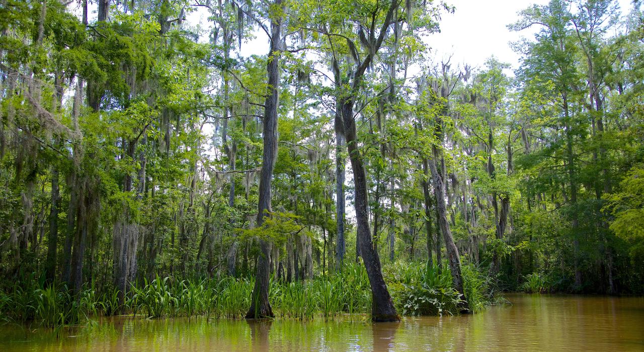 Vista del bayou en Northshore, Luisiana