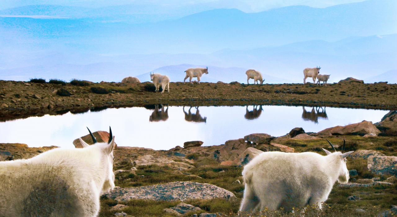 콜로라도 주 마운트 에반스의 야생 동물