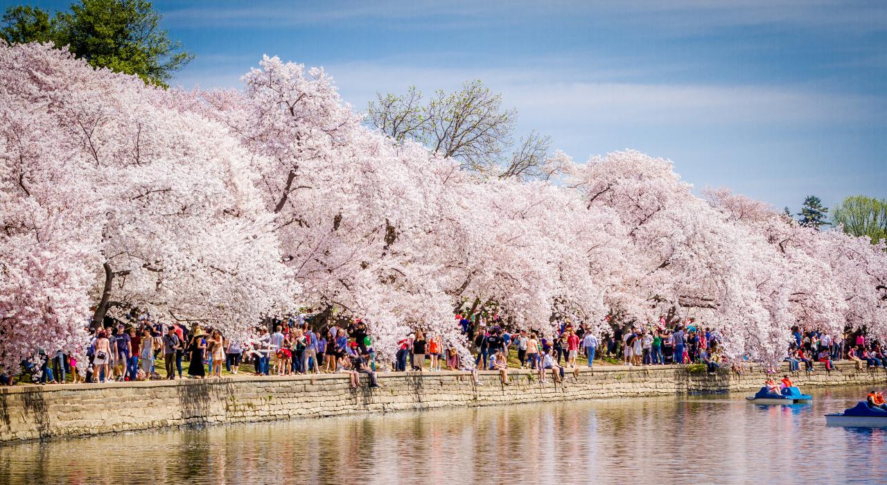 Cherry blossoms and the Tidal Basin in Washington D.C.