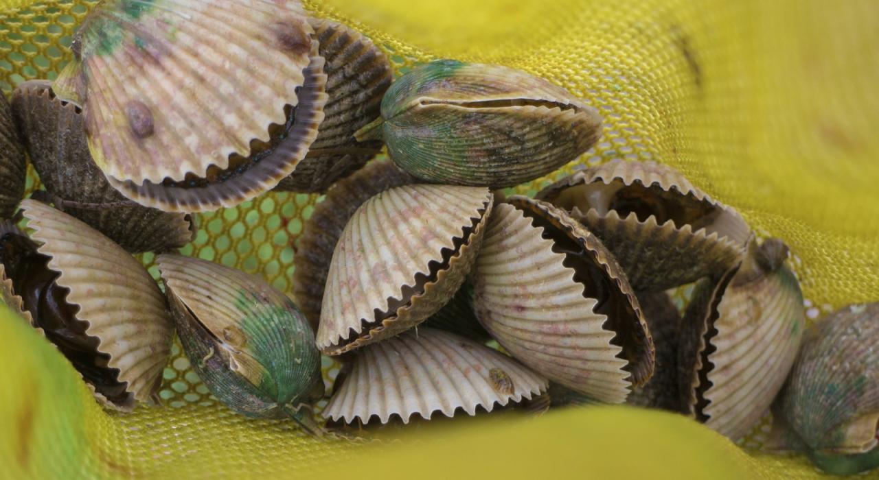 海岸探险乐园的带壳扇贝