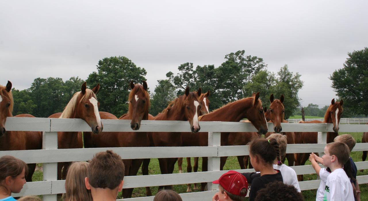孩童在田納西州謝爾比維爾的馬場與馬互動