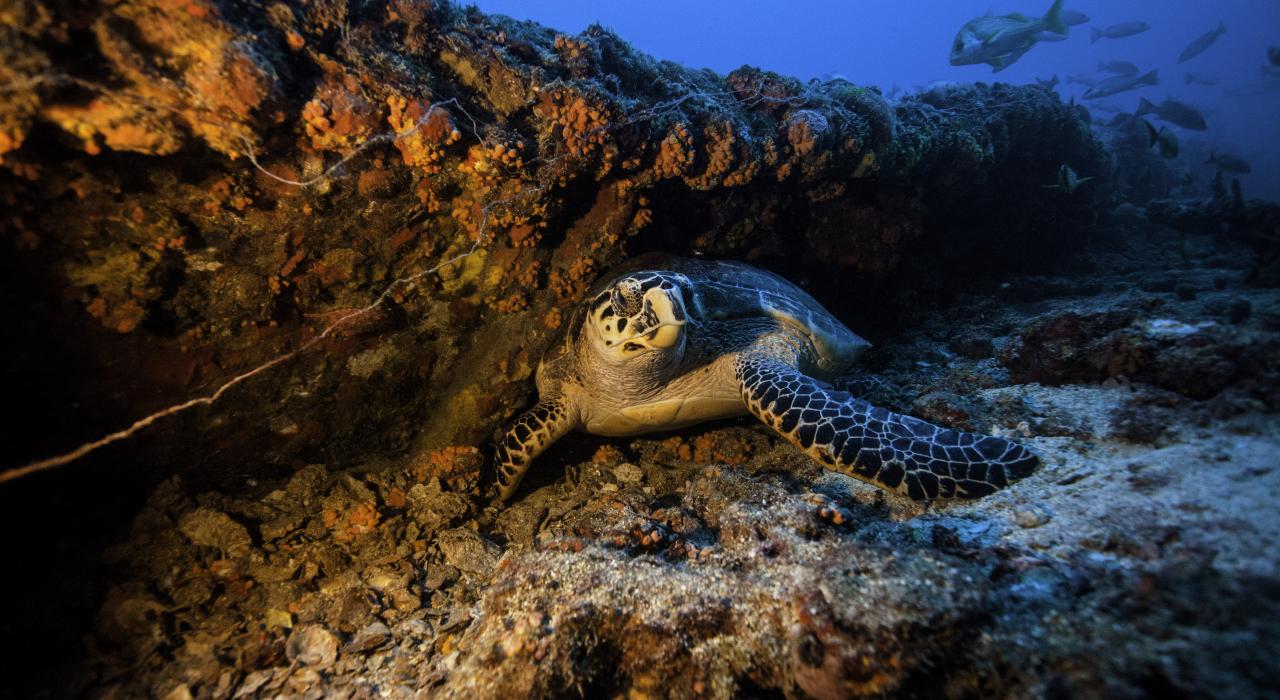 Eine Meeresschildkröte auf dem Wrack des Kutters Duane der US-Küstenwache vor Key Largo